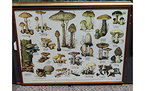 Lot 230