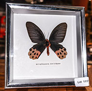 Lot 1117