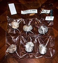 Lot 551