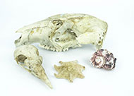 Lot 697