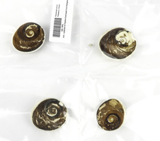 Lot 375