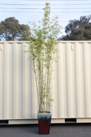 Lot 336
