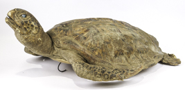 Lot 264