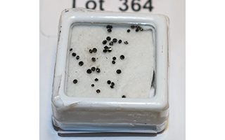 Lot 364