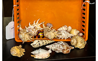 Lot 190
