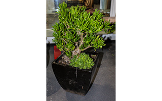 Lot 288