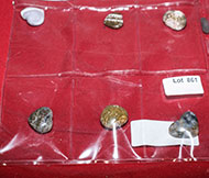 Lot 861