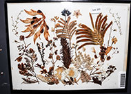 Lot 277