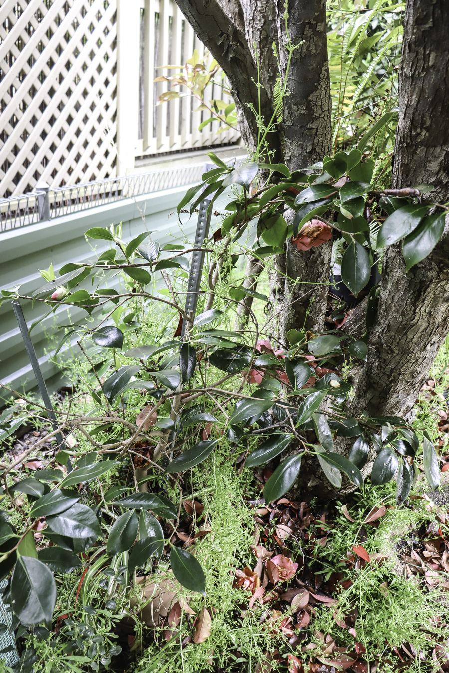 Lot 339 - Image 2
