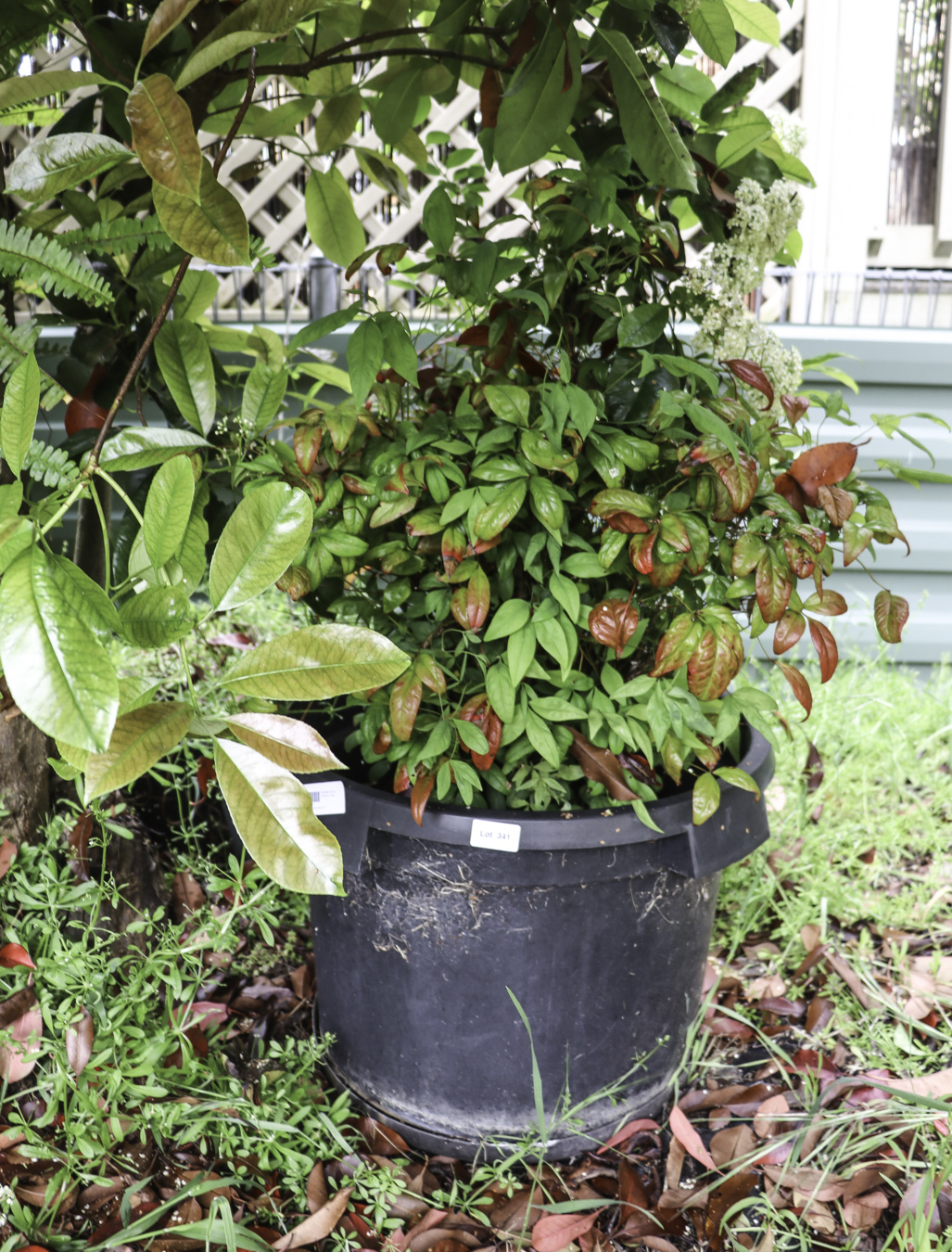 Lot 341 - Image 2
