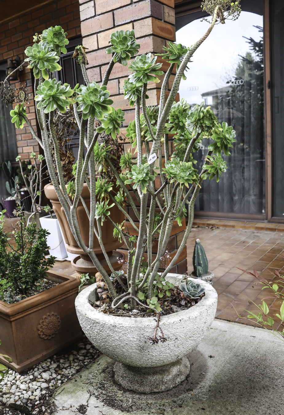 Lot 393 - Image 2