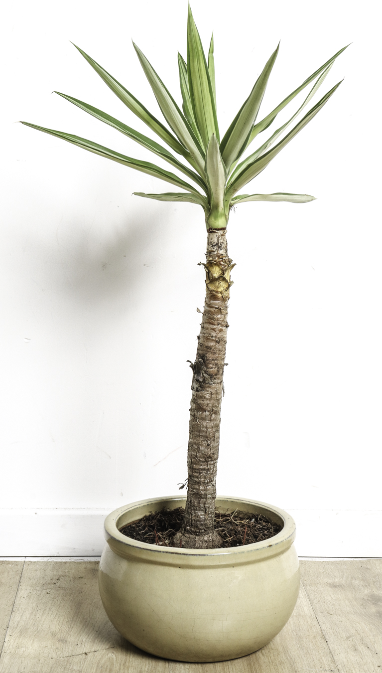 Lot 125 - Image 2