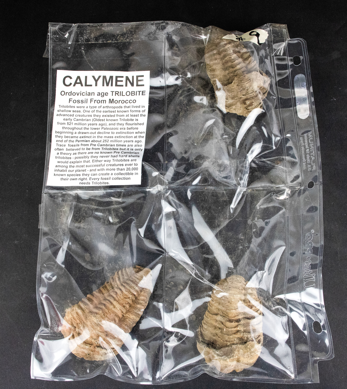 Lot 483 - Image 2