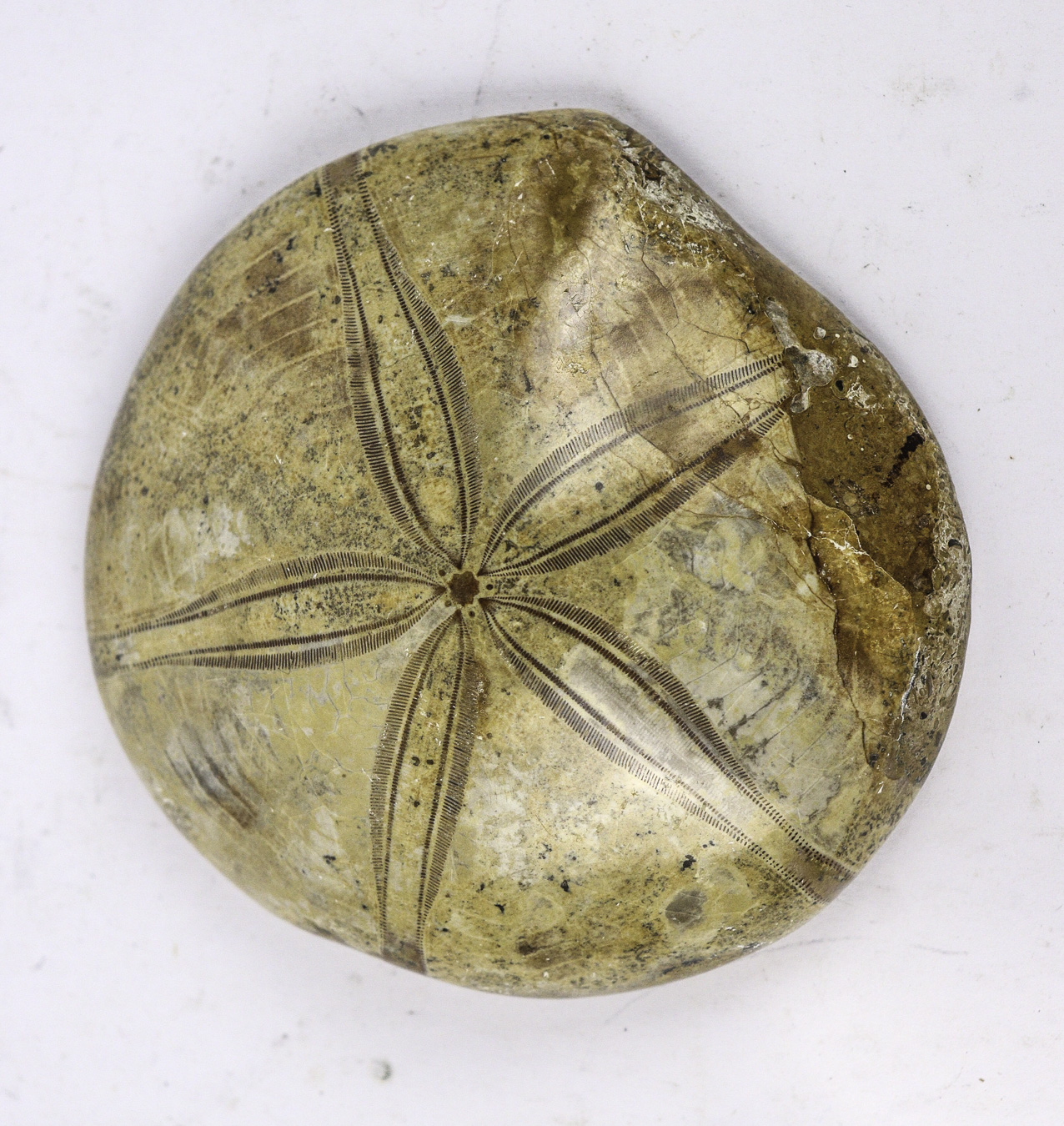 Lot 100 - Image 2