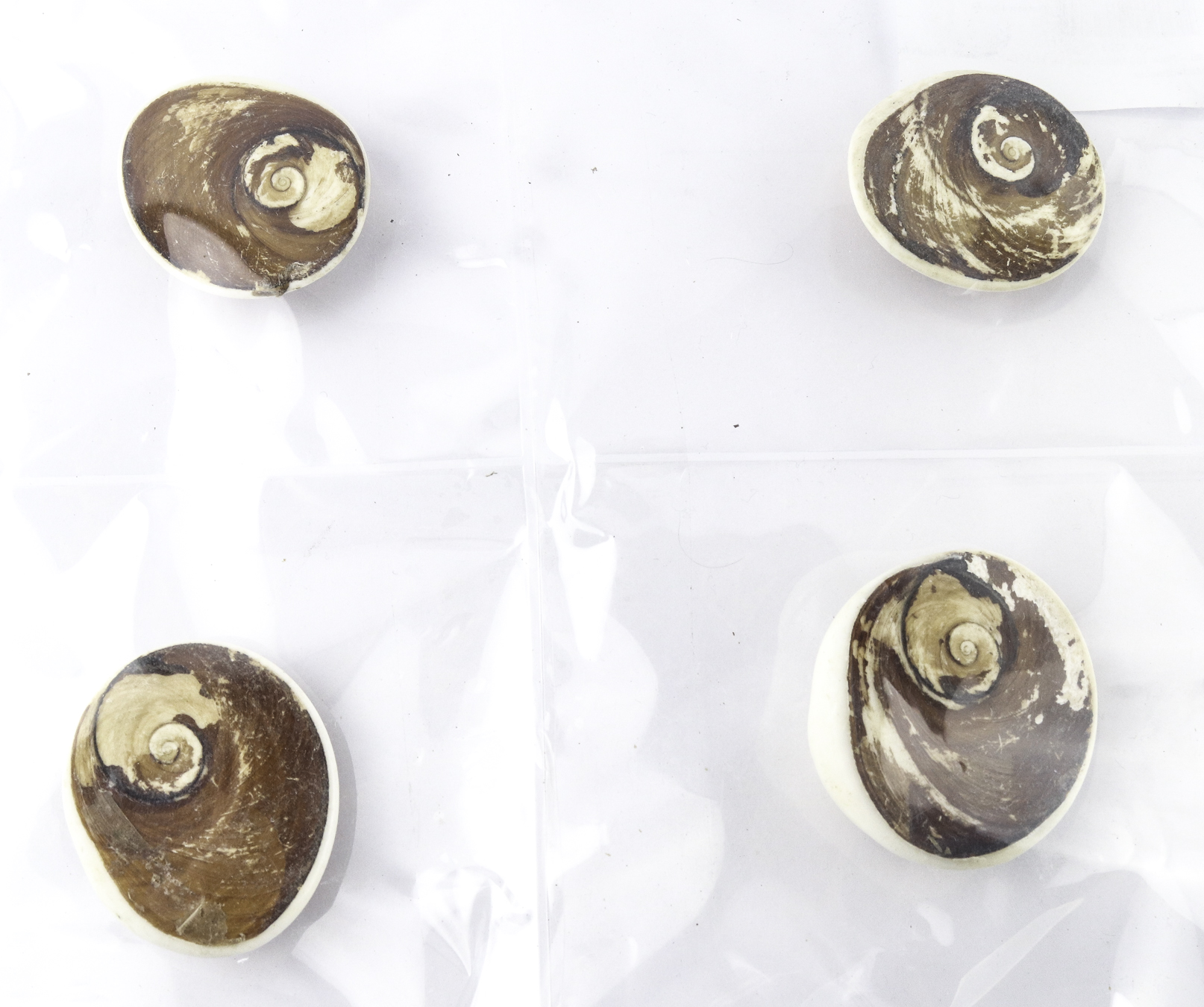 Lot 55 - Image 2