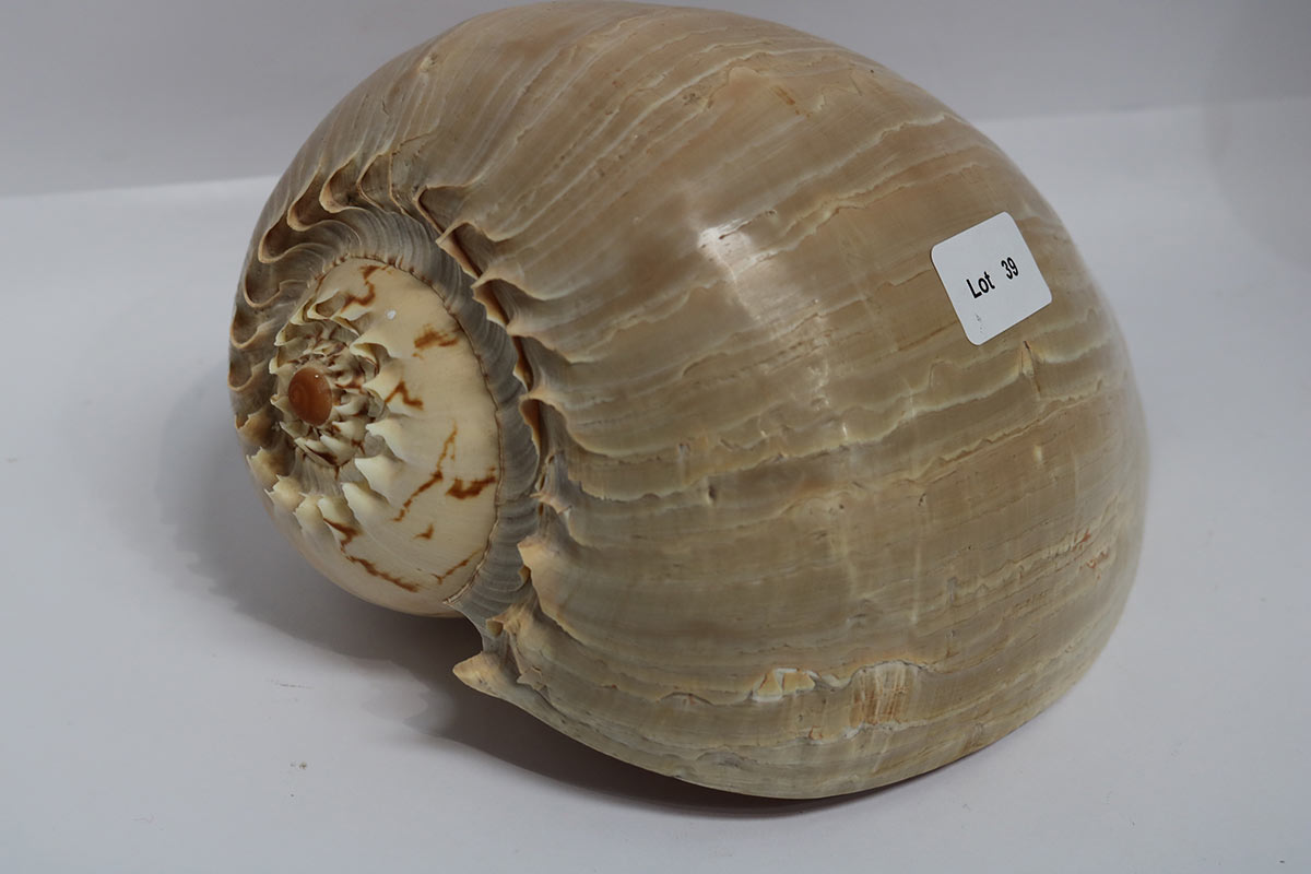Lot 39 - Image 2