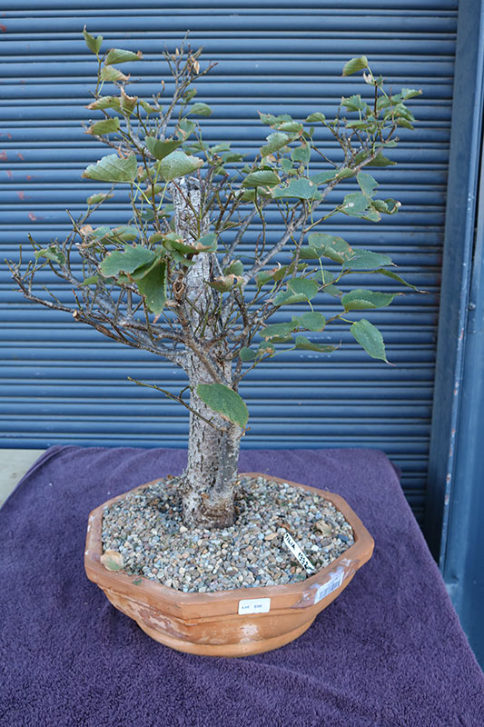 Lot 699 - Image 2