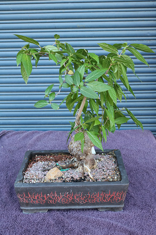 Lot 700 - Image 2
