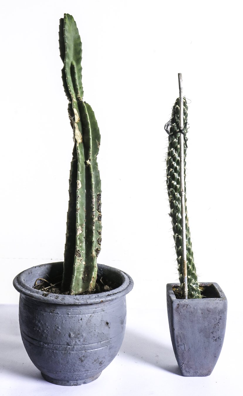 Lot 98 - Image 2