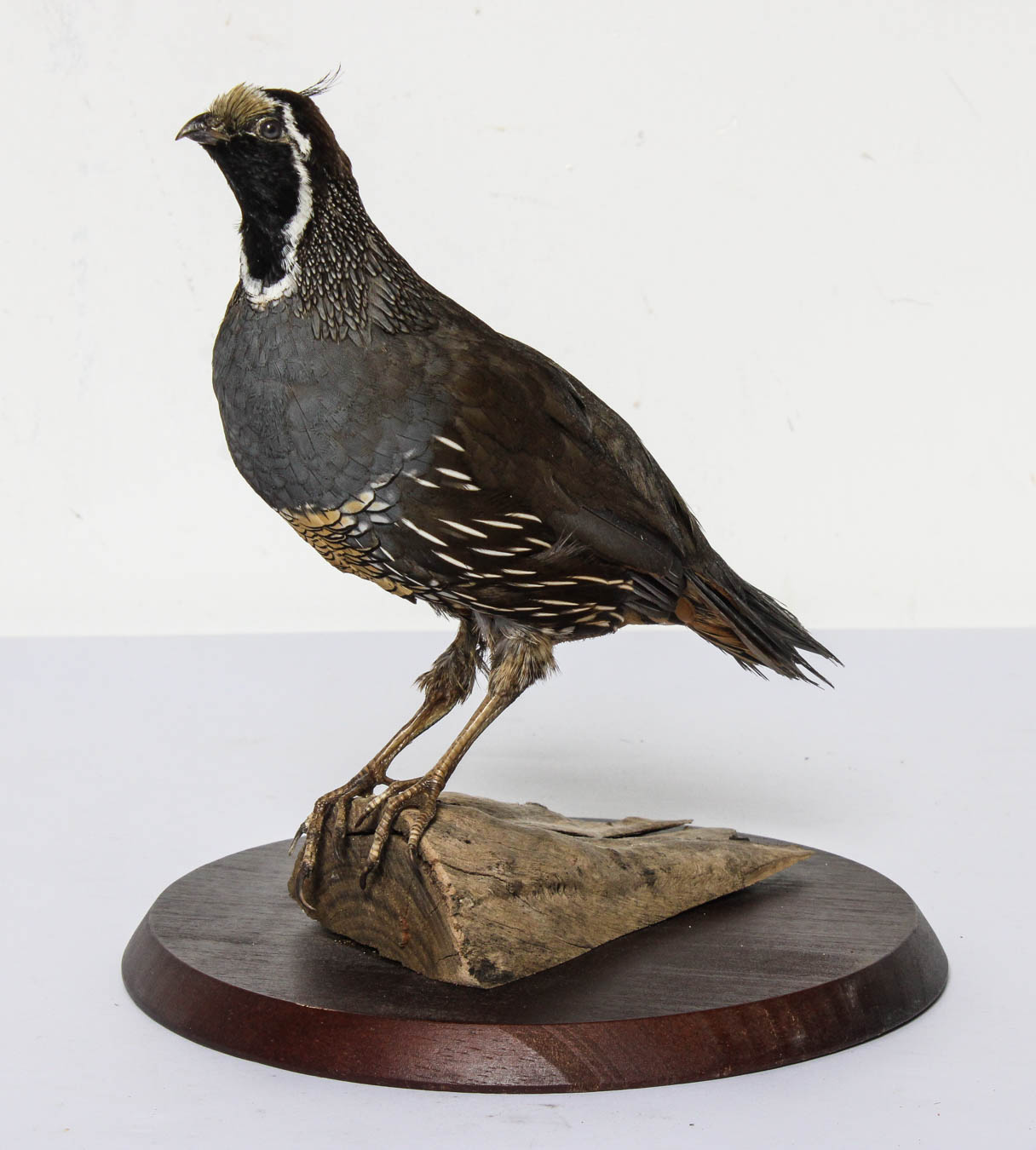 Science & Natural History (Section 3)