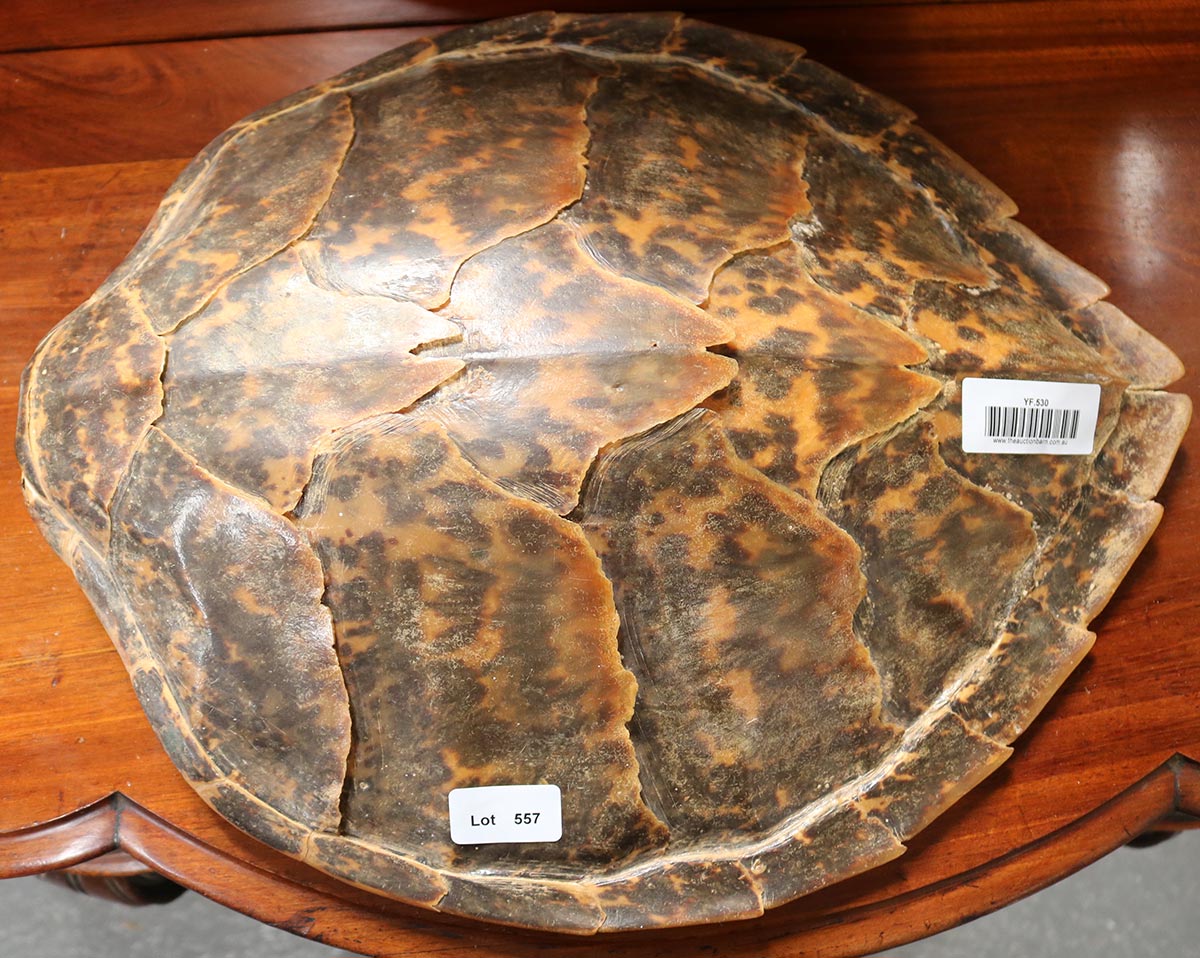 Lot 557 - Image 2