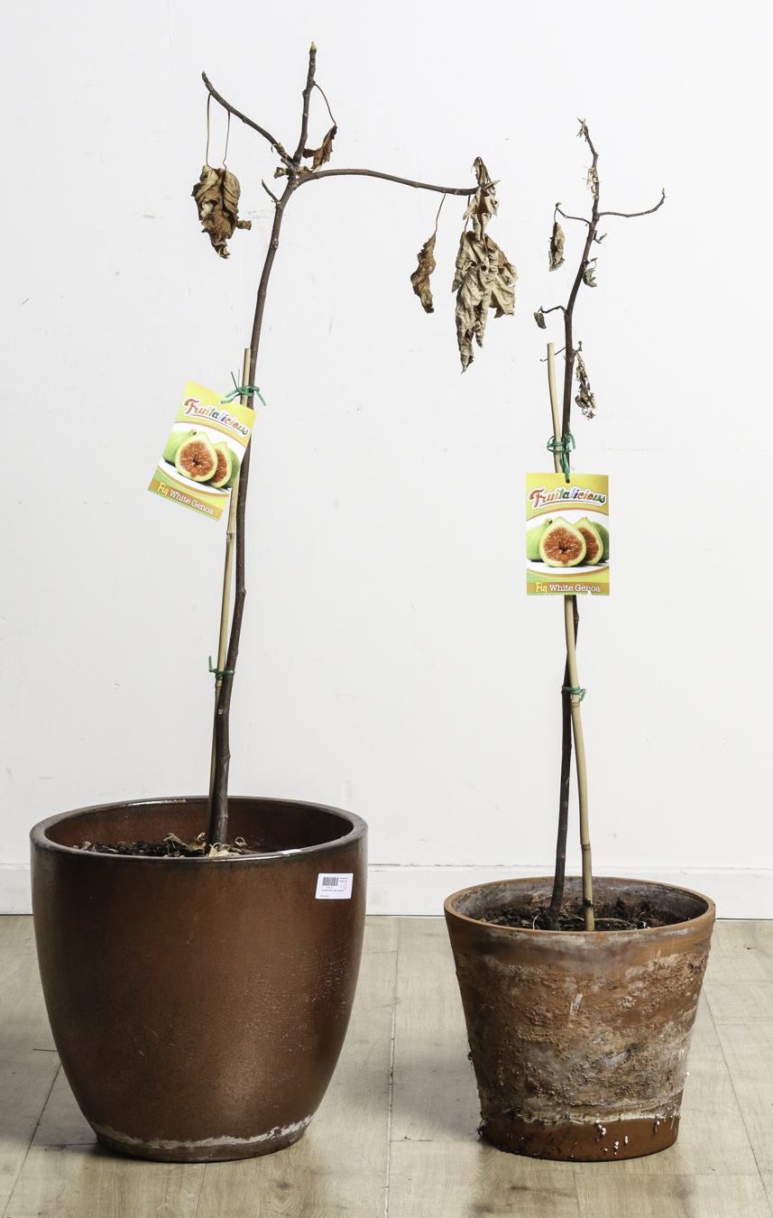 Lot 330 - Image 2