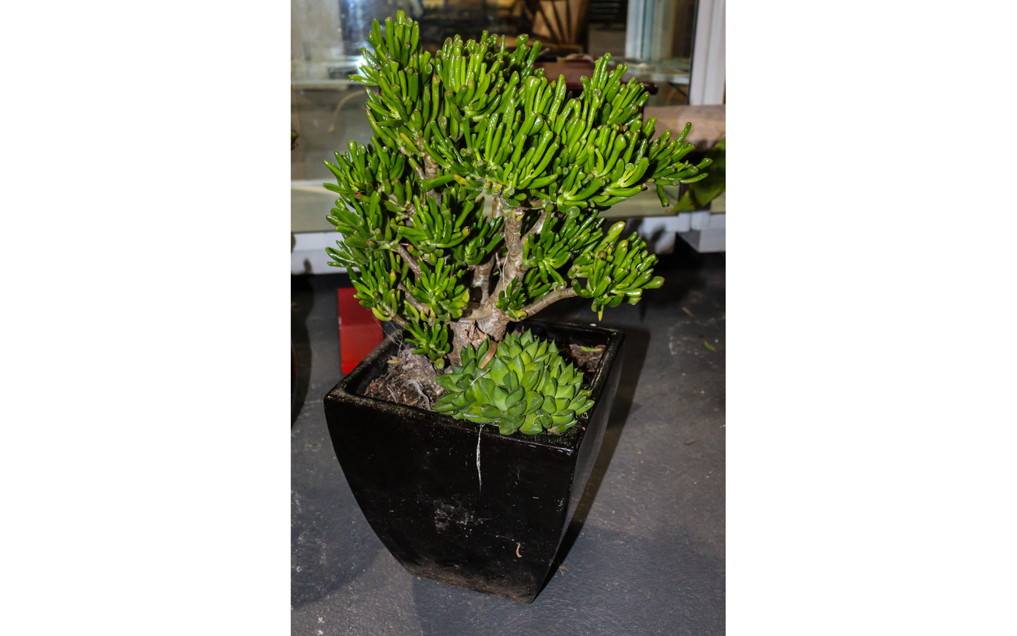 Lot 288 - Image 2