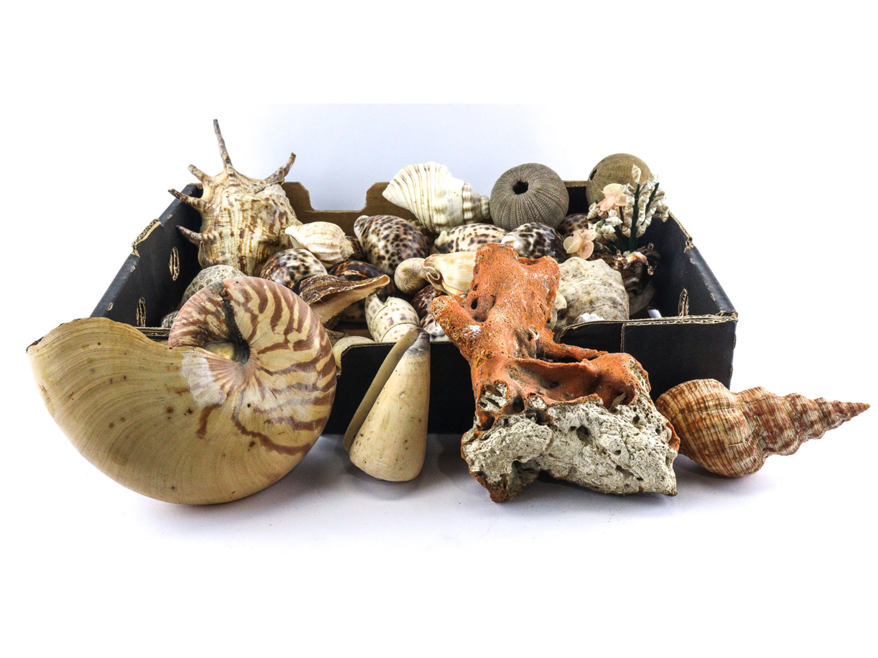 Lot 104 - Image 2